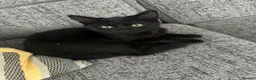 Mixed Breed cats for sale: Available 2 Kittens White/Black Ready for Homes - Advert 2