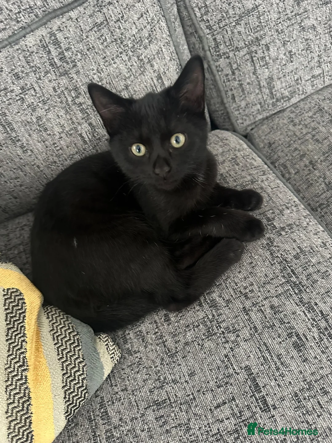 Mixed Breed cats for sale: Available 2 Kittens White/Black Ready for Homes - Advert 2