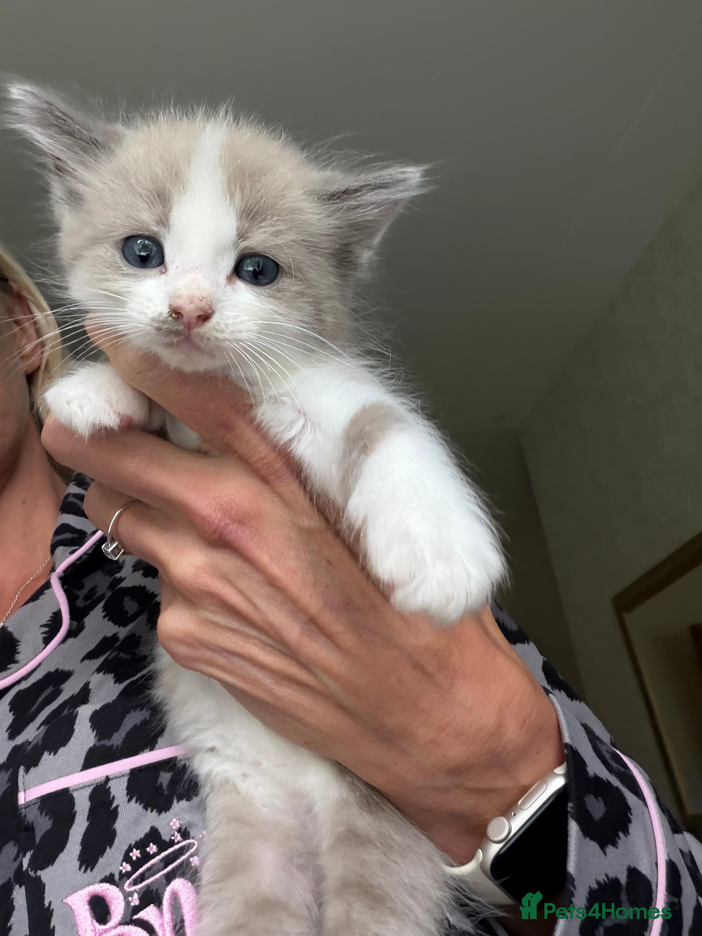 Ragdoll cats Full Ragdoll Kittens - Ready now Mink - Advert 2