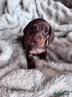 Dachshund dogs KC Registered, PRA Clear !!! Dachshund Miniature - Advert 6