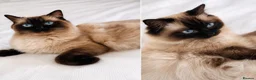 Ragdoll cats for sale: Ragdoll Kittens - Seal Point & Blue Bicolour - Advert 6
