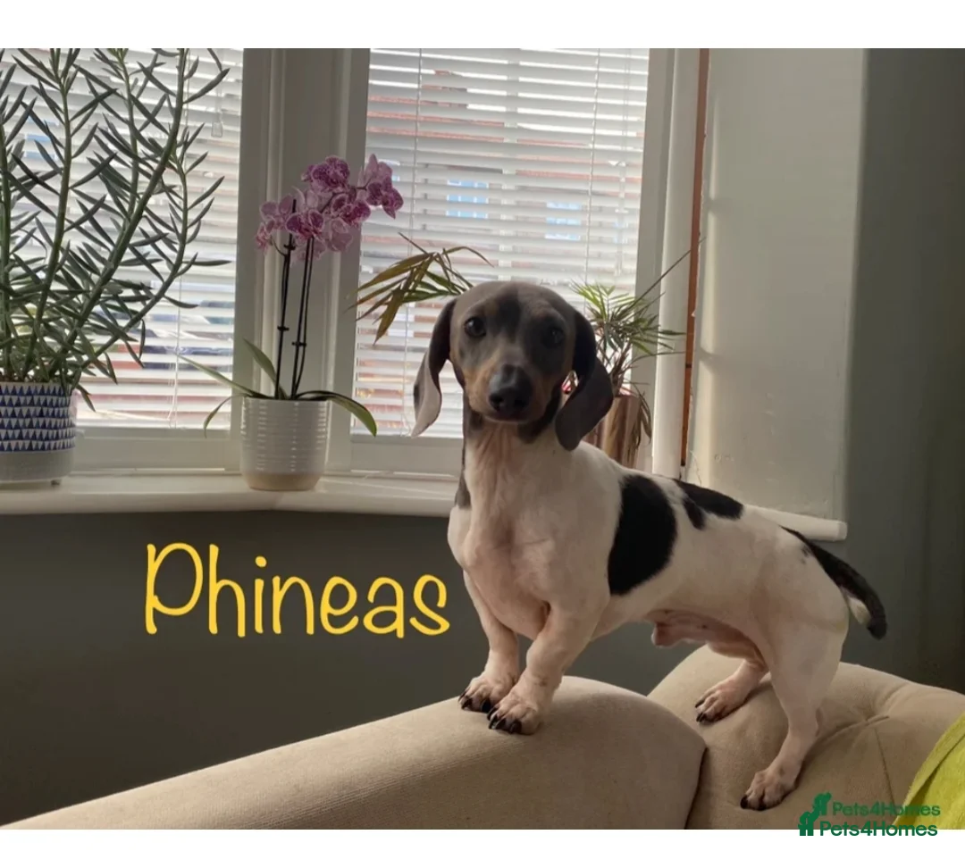 Miniature Dachshund dogs for sale: 2 tiny mini dachshund boys ready thurs in Chester-le-Street - Advert 2