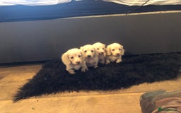 Miniature Dachshund dogs for sale: English Cream miniature dachshund  - Advert 12