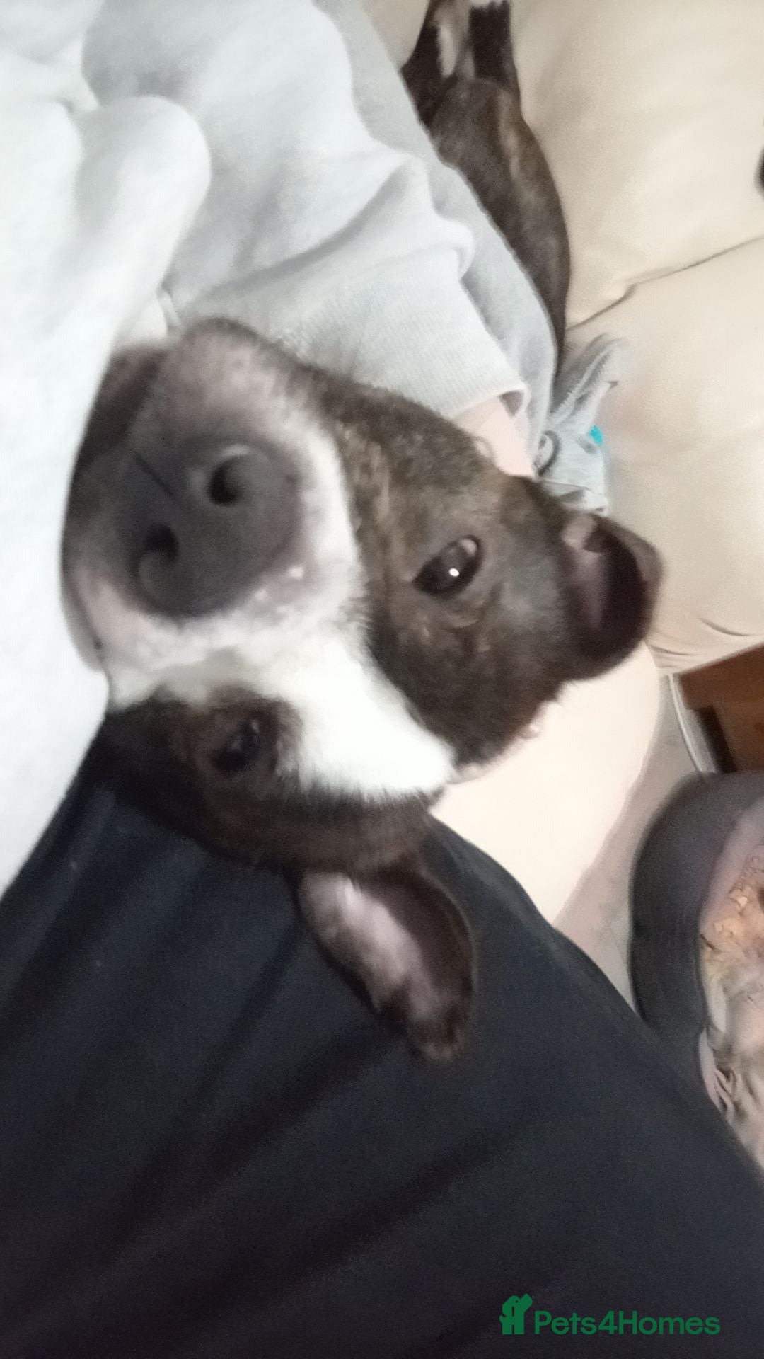 Mixed Breed dogs 2yr old boy called prince  - Advert 11