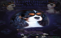 Cavalier King Charles Spaniel dogs for stud: FULLY HEALTH TESTED TRI COLOUR CAVALIER FOR STUD - Image 1