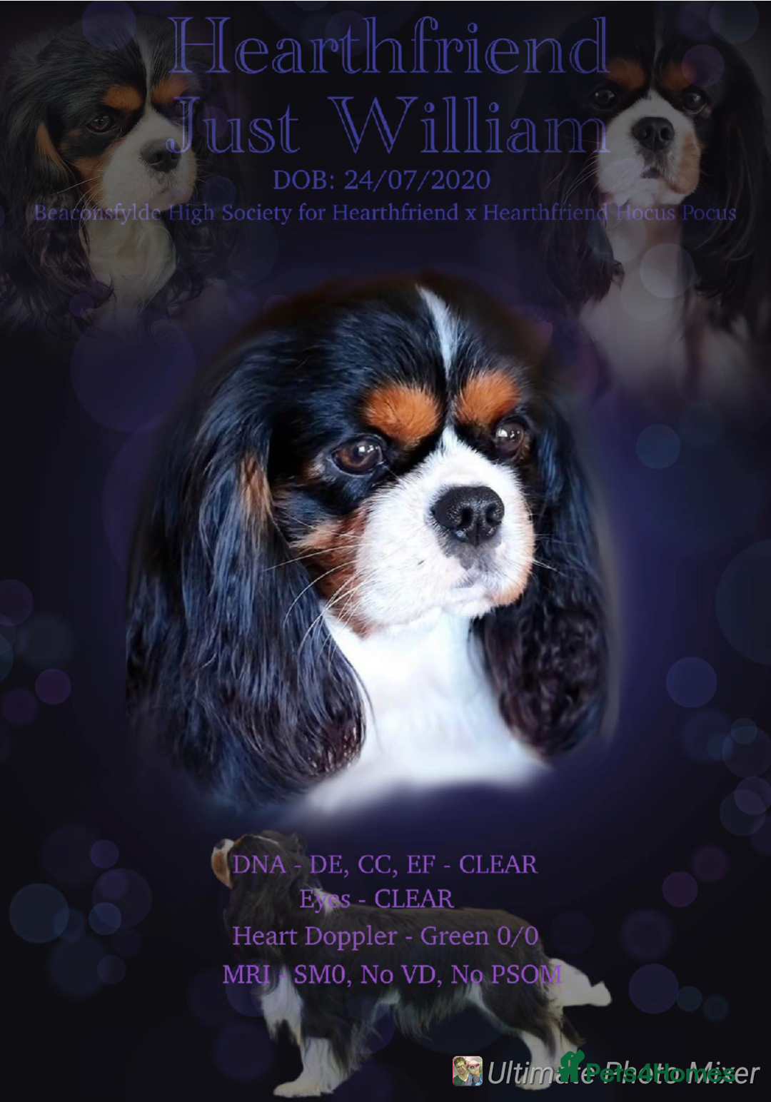 Cavalier King Charles Spaniel dogs for stud: FULLY HEALTH TESTED TRI COLOUR CAVALIER FOR STUD - Image 1