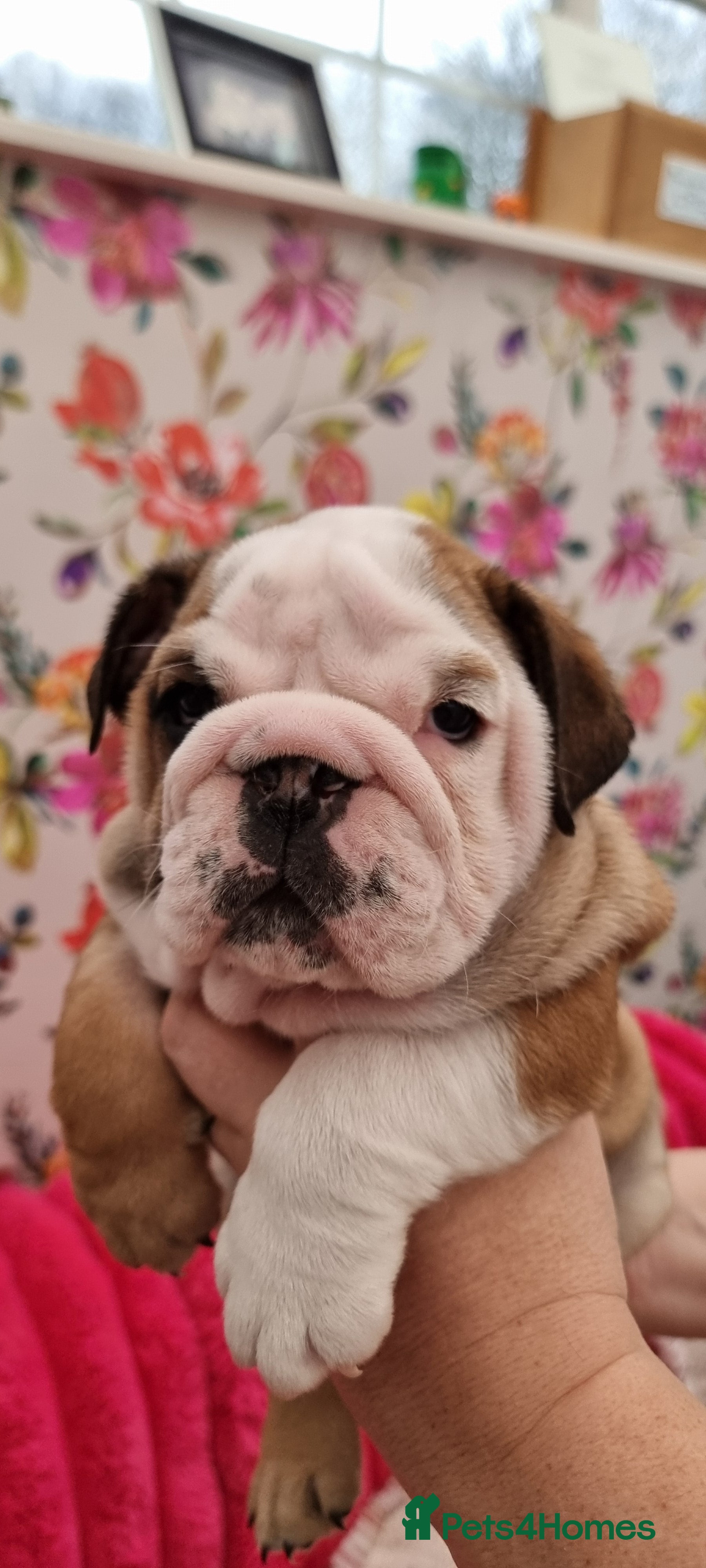 English Bulldog dogs Bulldog Pups Kennel Club Registered  - Advert 2