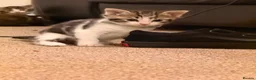 Mixed Breed cats for sale: 5 beautiful kittens  - Advert 24
