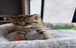 British Shorthair cats for sale: 💎Rare BSH Kittens💎Pedigree Champion Blood Line💎 - Image 20