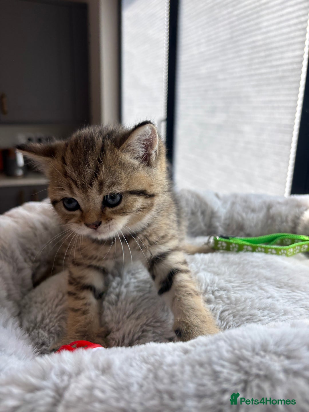 British Shorthair cats for sale: 💎Rare BSH Kittens💎Pedigree Champion Blood Line💎 - Image 20