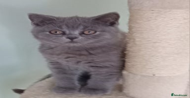 British Shorthair cats - Advert 5