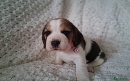 Beagle dogs for sale: KC Registered beagle puppies - Image 33