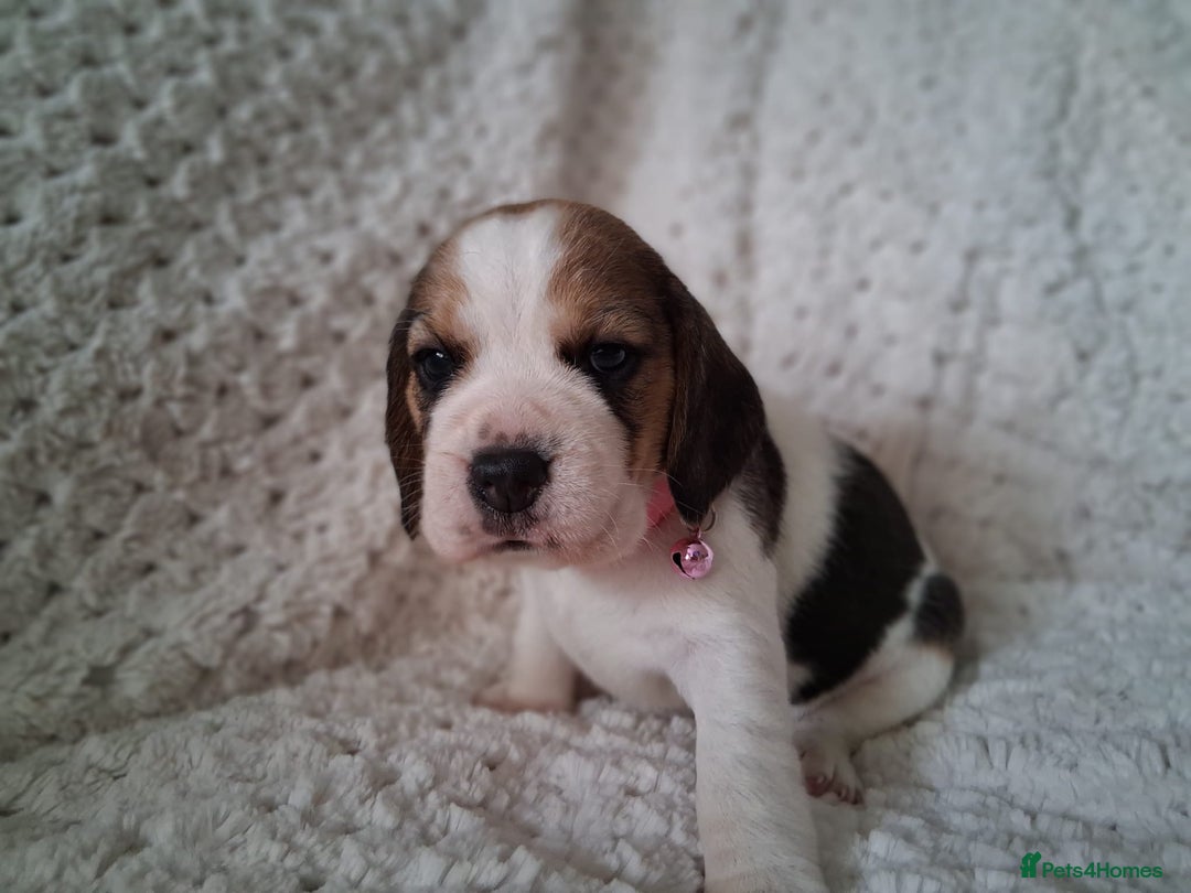 Beagle dogs for sale: KC Registered beagle puppies - Image 33