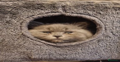 British Longhair cats - Advert 3