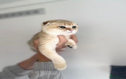 Scottish Fold cats for sale: SALE !!! LUXURY GOLDEN CHINCHILLA SCOTTISH FOLD  - Image 15