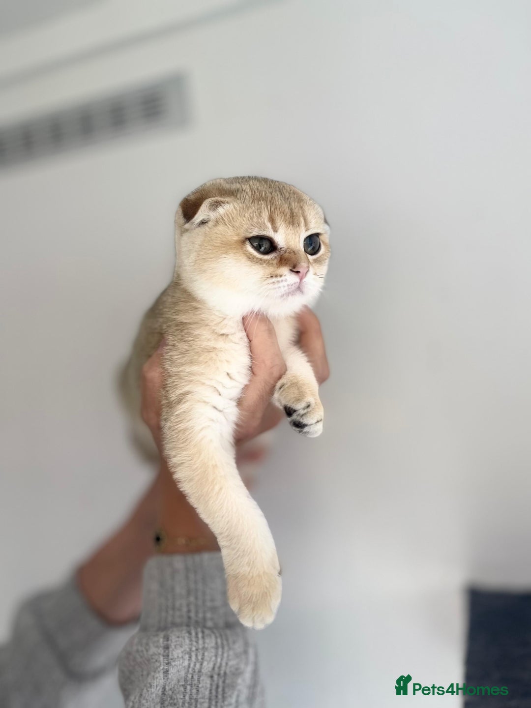 Scottish Fold cats for sale: SALE !!! LUXURY GOLDEN CHINCHILLA SCOTTISH FOLD  - Image 15