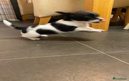 Mixed Breed dogs for sale: 3 puppies ready 21st November  - Image 7