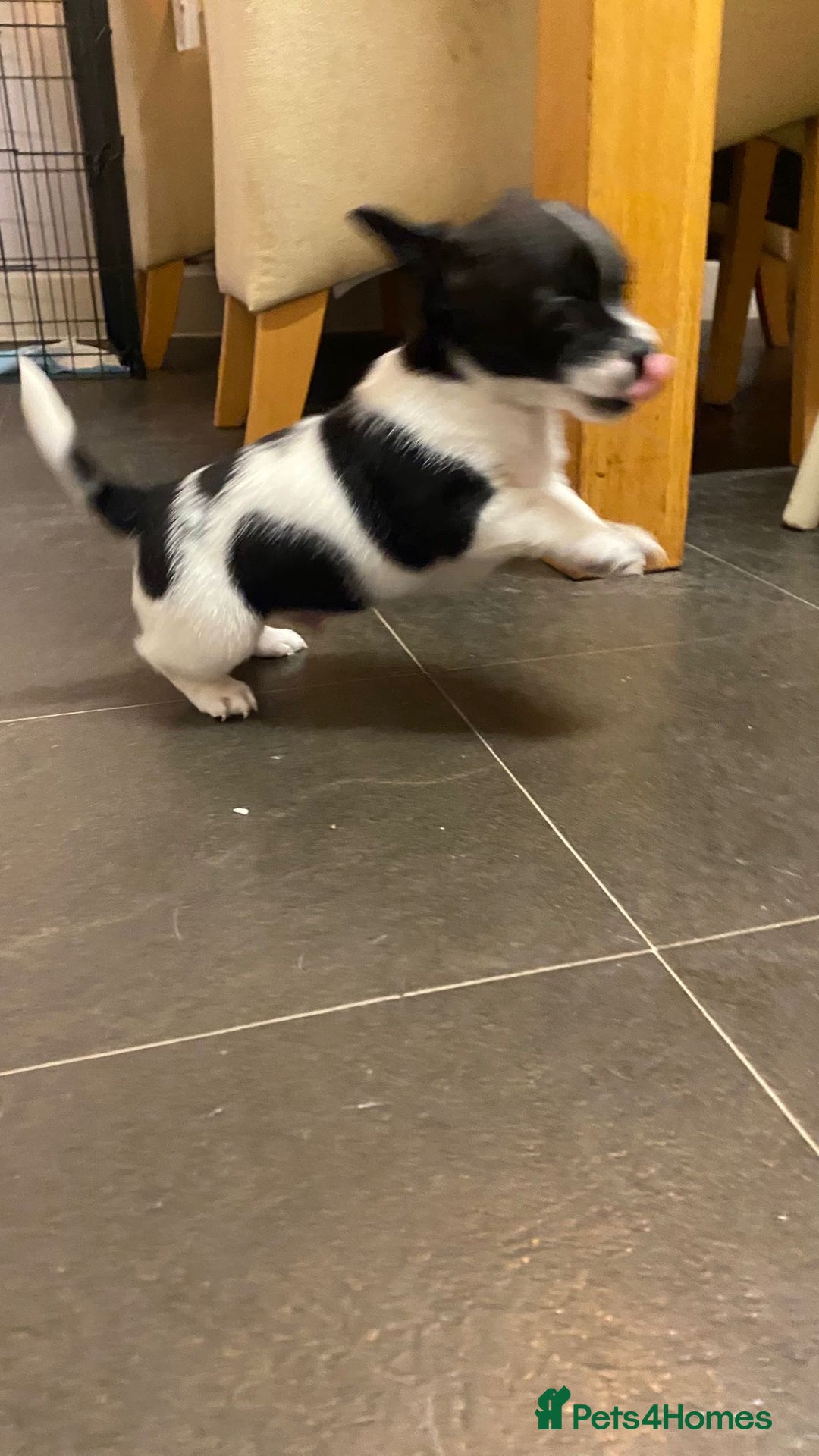 Mixed Breed dogs for sale: 3 puppies ready 21st November  - Image 7