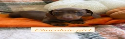 Dachshund dogs for sale: 5 beautiful dachshund girls  - Advert 20