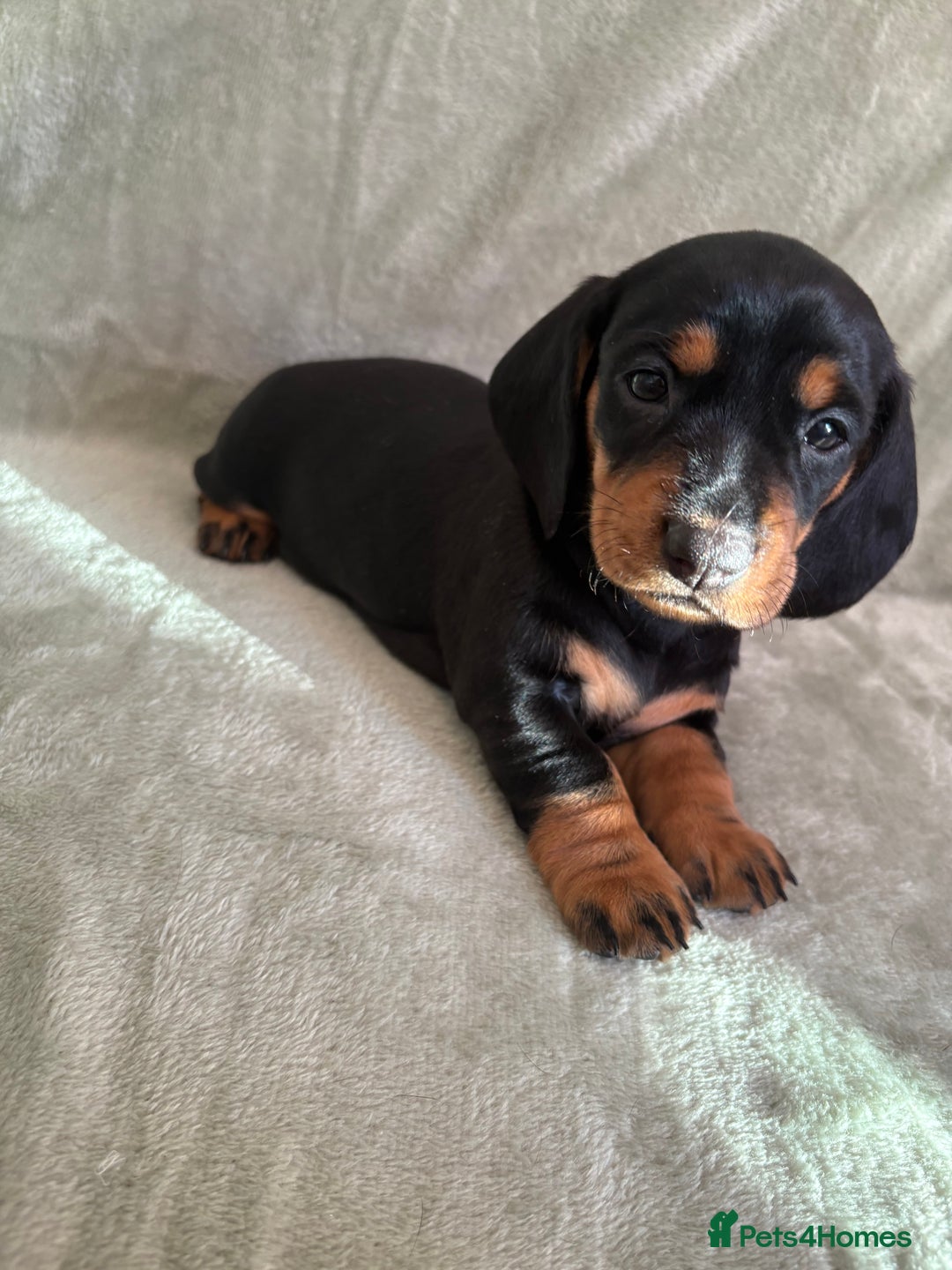 Dachshund dogs for sale: 8 weeks & READY TO LEAVE NOW - dachshund puppy  - Advert 33