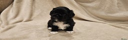Lhasa Apso dogs for sale: Stunning pedigree Lhasa Apso Puppies - Advert 11