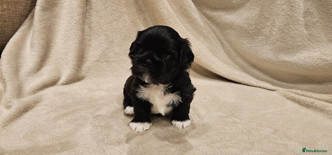 Lhasa Apso dogs for sale: Stunning pedigree Lhasa Apso Puppies - Advert 11