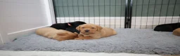 Labrador Retriever dogs for sale: Fox red male lab pup ready for collection - Advert 13