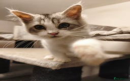 Mixed Breed cats for sale: Beautiful Maine Coon x Ragdoll Kittens Ready  - Advert 8