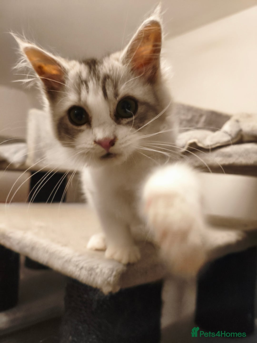 Mixed Breed cats for sale: Beautiful Maine Coon x Ragdoll Kittens Ready  - Advert 8