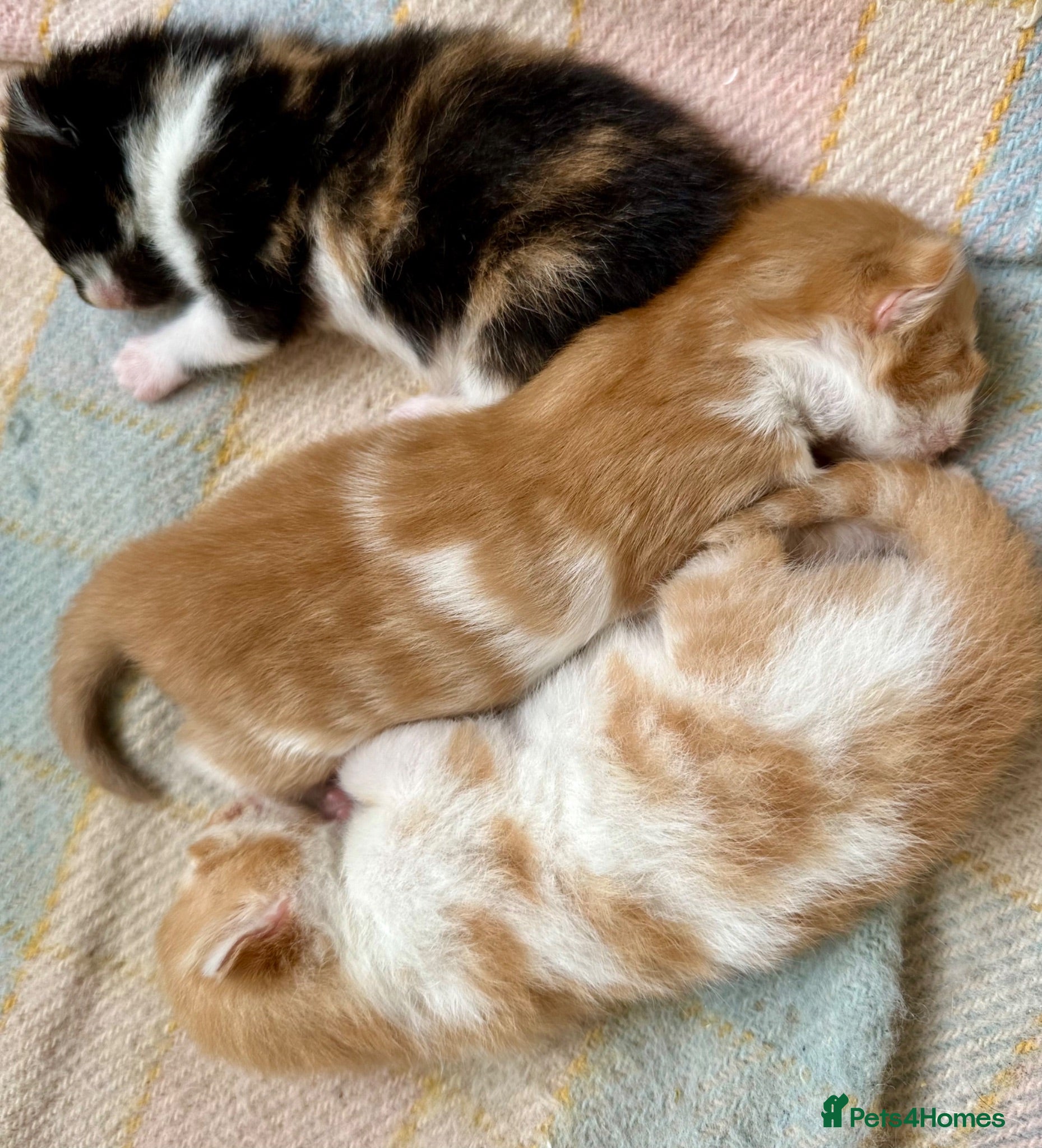 Mixed Breed cats Long furred Ginger white Calico Tortoise Kittens - Advert 1