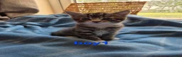 Mixed Breed cats for sale: Beautiful kittens looking for their forever homes  - Advert 14