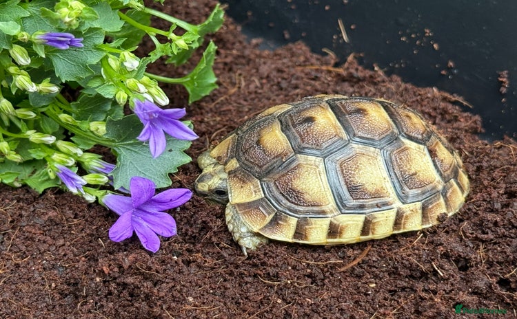 Tortoise reptiles - Advert 3