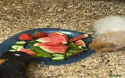 Guinea Pig rodents for sale: 2x female Guinea pigs  - Image 5