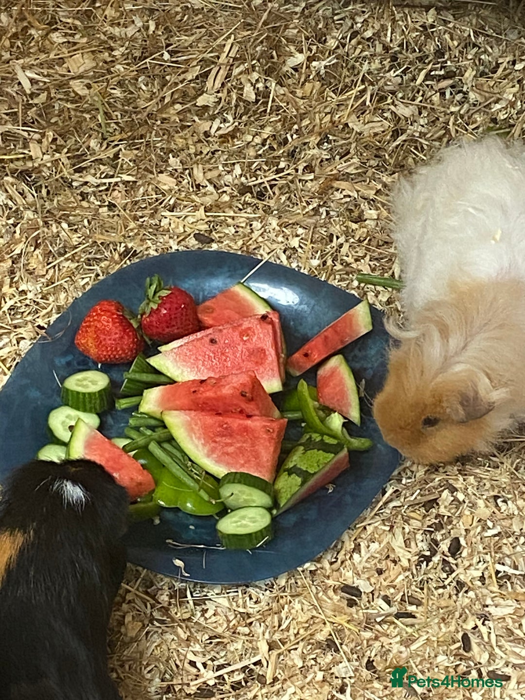 Guinea Pig rodents for sale: 2x female Guinea pigs  - Image 5