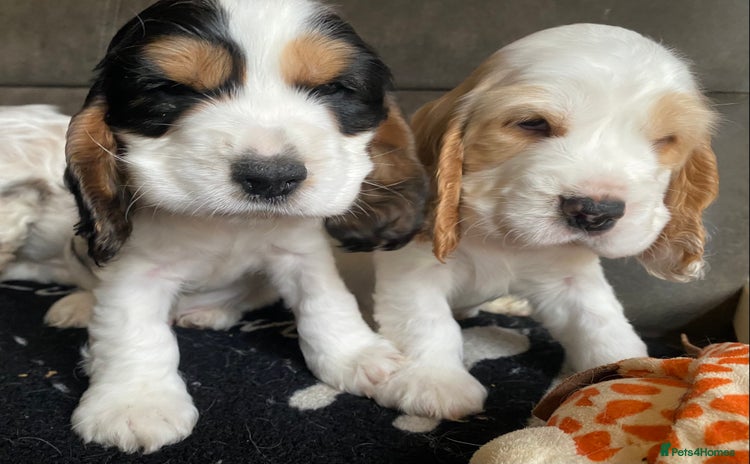 Cocker Spaniel dogs - Advert 8