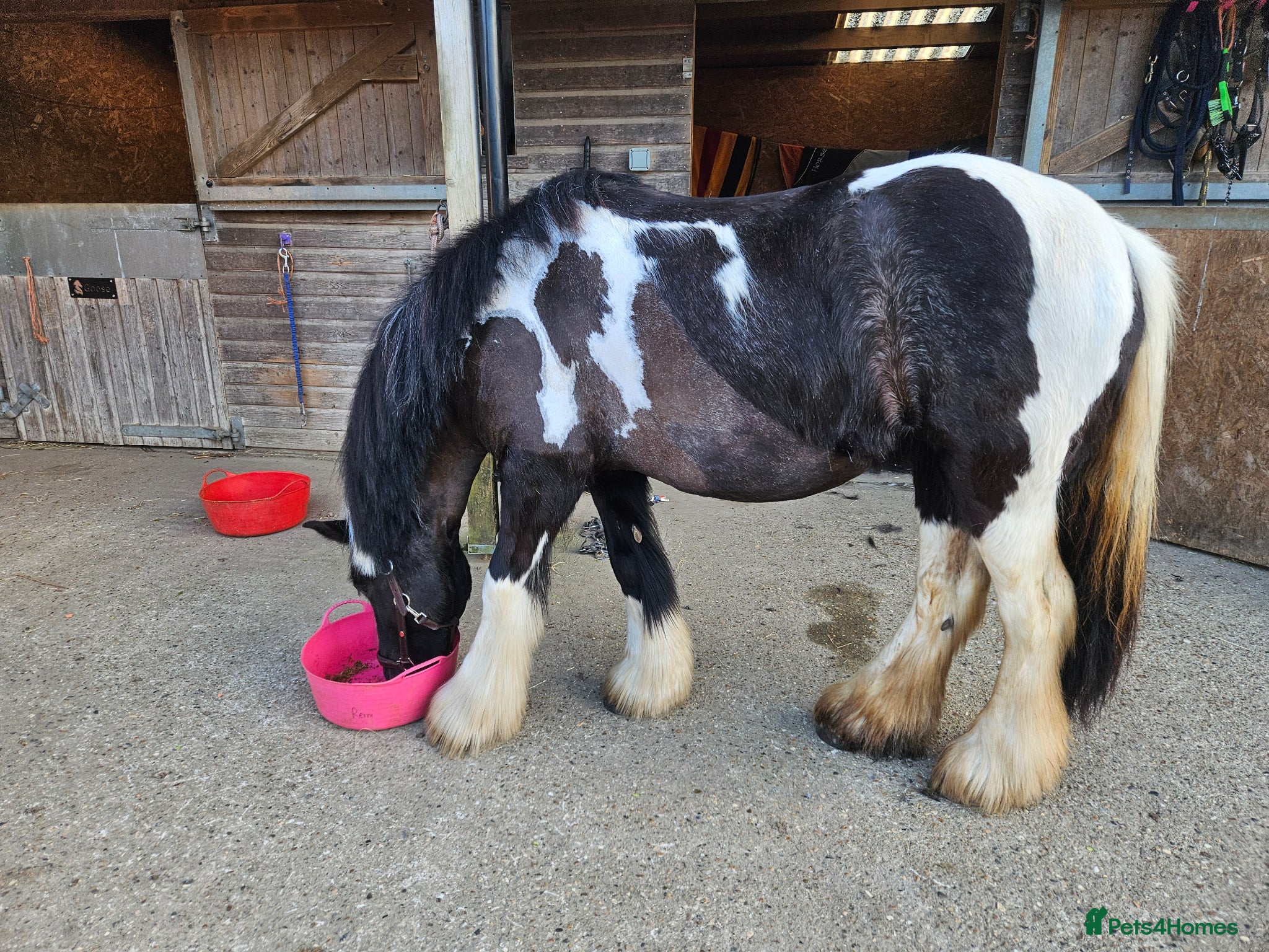 Irish Cob horses Beautiful coblet mare - Advert 1