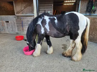 Irish Cob horses Beautiful coblet mare - Advert 1