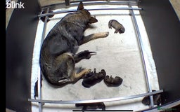 German Shepherd dogs for sale: 🐶 Outstanding Working line GSD puppies 🐶 - Image 8