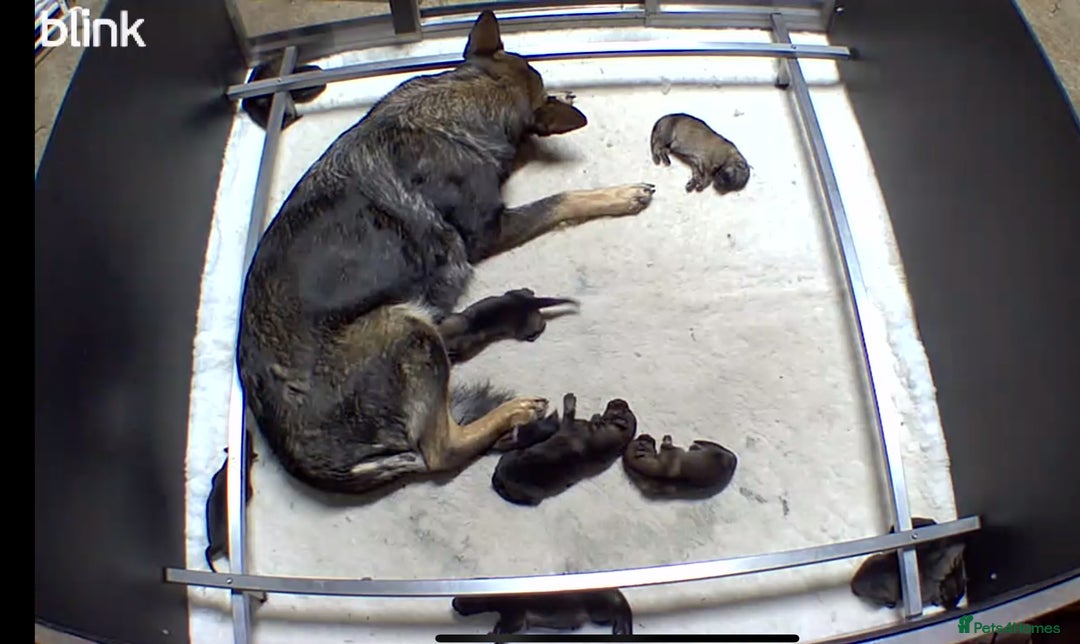 German Shepherd dogs for sale: 🐶 Outstanding Working line GSD puppies 🐶 - Image 8