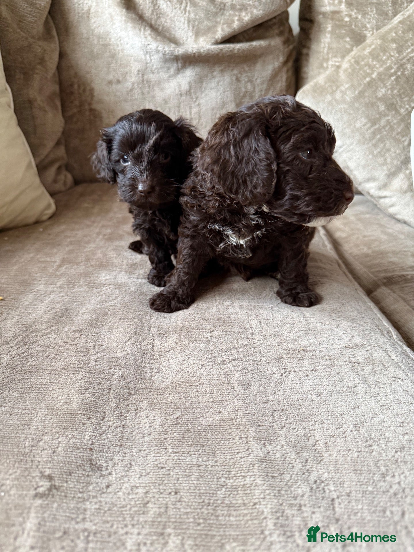 Cockapoo dogs F1b velvet chocolate cockapoo pups 2 left  - Advert 10