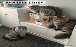 Maine Coon cats for sale: MAINE COONE KITTENS POLYDACTYL&NON POLYDACTYL   - Advert 7