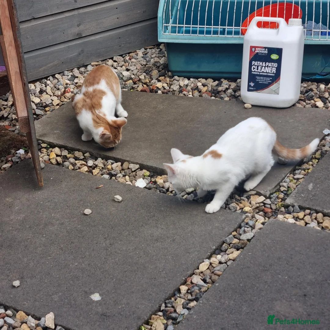 Mixed Breed cats for sale: 2 kittens left - Advert 2