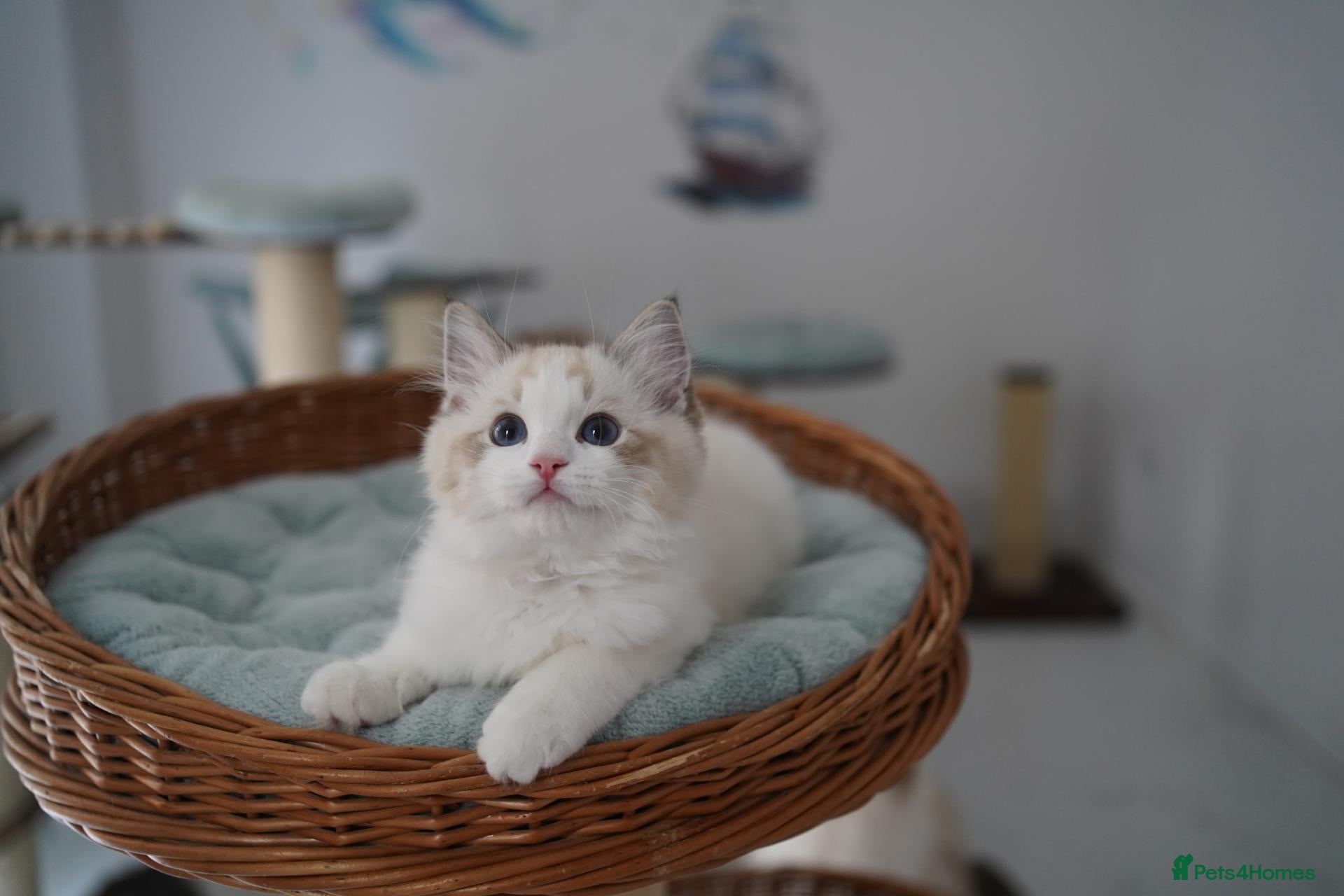 Ragdoll cats TICA registered seal lynx bicolor boy  - Advert 10