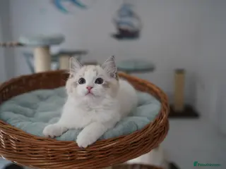Ragdoll cats TICA registered seal lynx bicolor boy - Advert 10