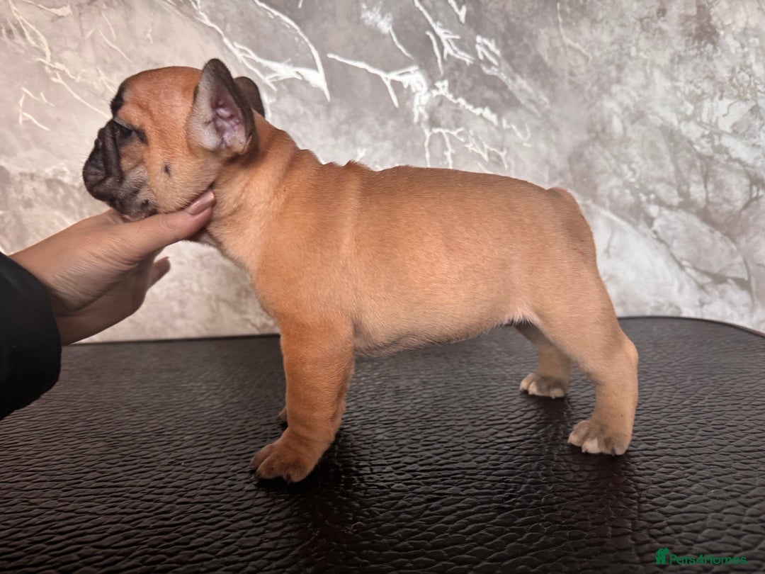 French Bulldog dogs for sale: Champion Sired last female Fawn French bulldog - Advert 16