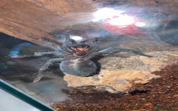 Tarantulas invertebrates for sale: Dominican Purple (please read the description) - Image 6