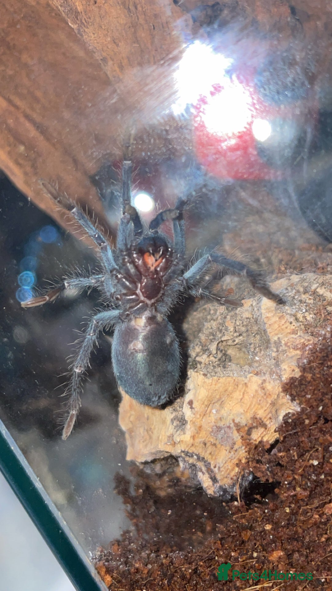 Tarantulas invertebrates for sale: Dominican Purple (please read the description) - Image 6
