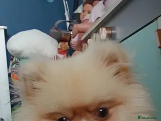 Pomeranian dogs Tiny KC Registered PEDIGREE Pomeranian - Advert 22