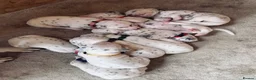 Dalmatian dogs for sale: 😍Gorgeous KC Registered Liver spotted Dalmatians. - Advert 12