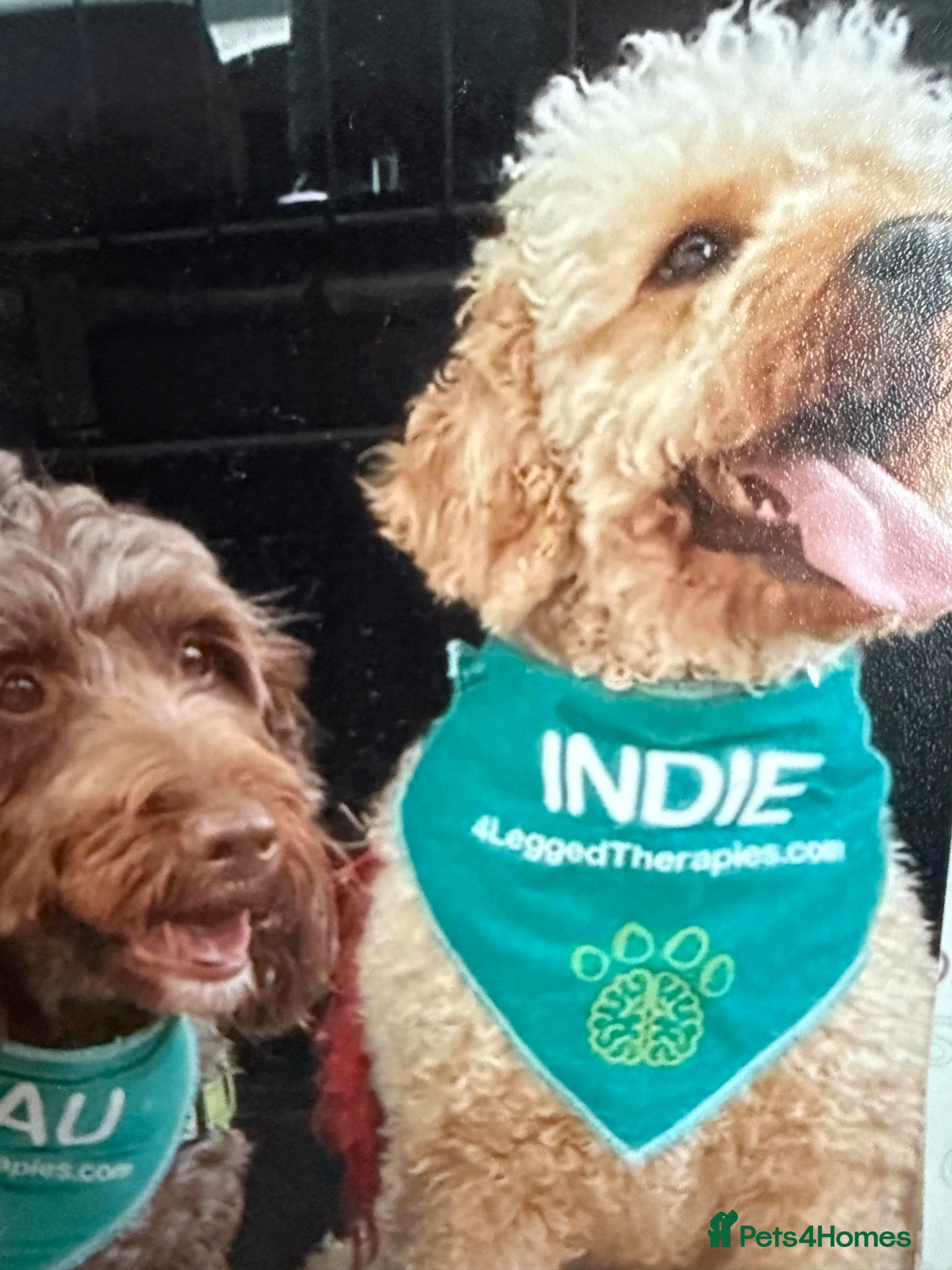 Labradoodle dogs Our Therapy Dog has had a gorgeous litter - Advert 2